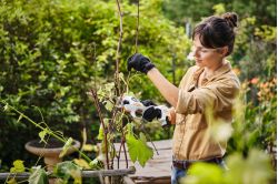 Stihl Battery ASA 20 Battery Pruning Shears