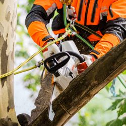 Stihl Battery arborist Chainsaw MSA 161 T