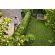 Stihl Battery Hedge Trimmer HSA 30