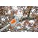 Stihl HTA 50 Battery Pole Pruner - Skin Only