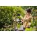 Stihl Battery ASA 20 Battery Pruning Shears