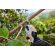 Stihl Battery ASA 20 Battery Pruning Shears